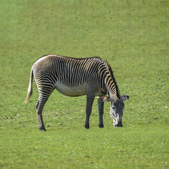 Fototapeta na wymiar Lovely Grevy's Zebra Equus Grevyi grazing in lush green clearing