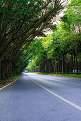 Fototapeta na wymiar Road way among green nature tree in beautiful scenery