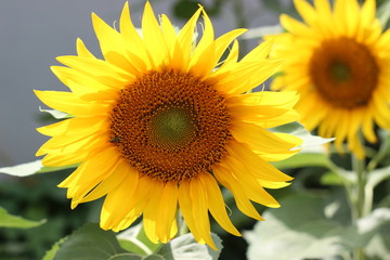 Beautiful sunflower