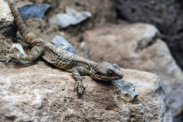Beautiful Painted Dragon reptile Stellagama Stellio Brachydactyla on rock