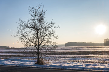 Single deciduous tree in snow