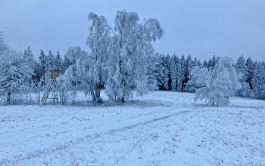 Another perfect picture of snow of trees and dirt road