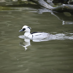 Beautiful portrait of Smew duck bird Megellus Albellus on water in Spring