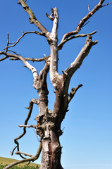 Close shot of the deciduous tree