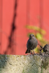 Single redstart small bird stands in the garden and looks into camera