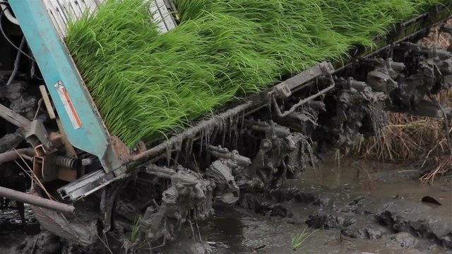 Transplant rice seedlings for planting by the workers and machine in Thailand