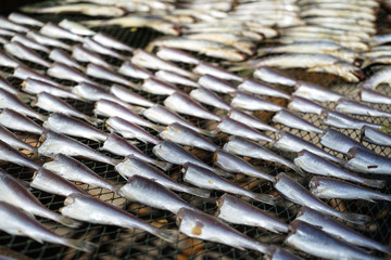 Drying fresh white ocean fish on fishnet rack under strong sunlight