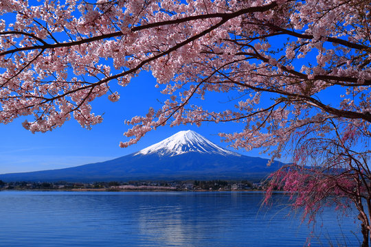 Les fleurs de cerisiers fleurissent complètement et le mont. Fuji Lake Kawaguchi Japon