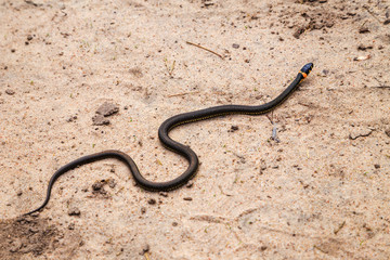 snake crawling on the sand