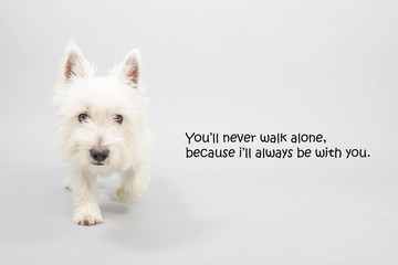 West Highland White Terrier