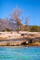 Wakacje na Krecie w Grecji. Samotne drzewo na skałach.
