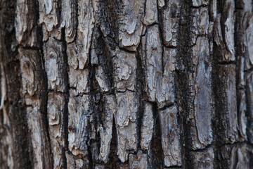 Tree bark texture