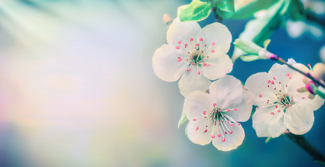 Fototapeta na wymiar Lovely white blossom at pastel blue nature background, floral border