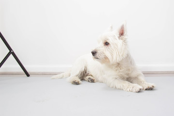 West Highland White Terrier