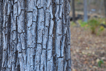 Tree bark texture