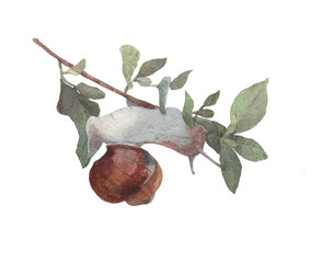 Watercolor snail on branch.
