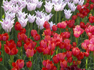 Flowers. Spring tulips.