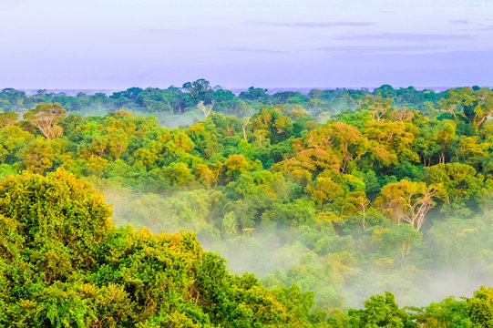 Fototapeta Morning fog over rain forest by Leticia in Colombia