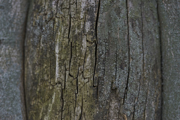 wood texture