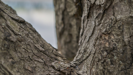 wood texture