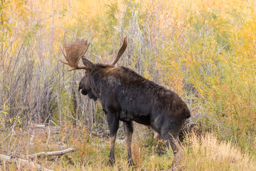 Bull Shiras Moose During the Fall Rut