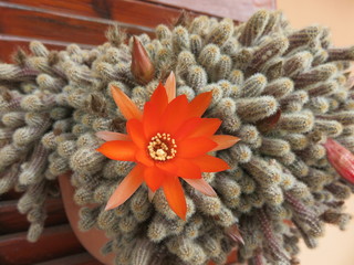 chamaecereus silvastri (pianta grassa)