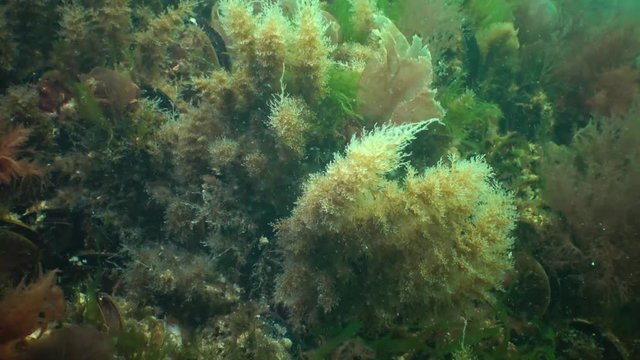 Obelia dichotoma. Obelia has a worldwide distribution except the high-arctic and Antarctic seas. Colonies of Bell Hydroid