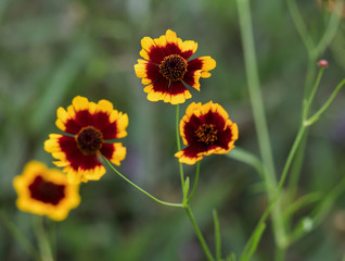 coreopsis tinctoria Nutt in red and yellow colors