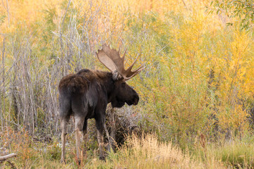 Bull Shiras Moose During the Fall Rut