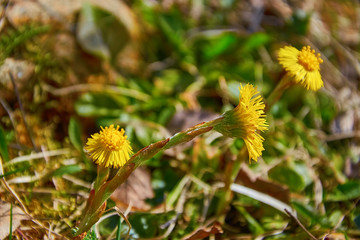 yellow flowers Tussilágo fárfara grow in the meadow in spring