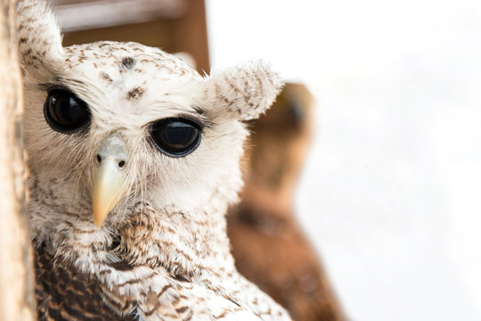 Portrait of Owls with black big eyes.