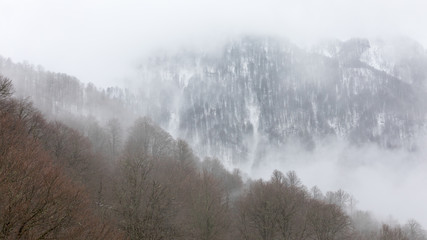 Fototapeta na wymiar fog in the forest on the snowy mountains