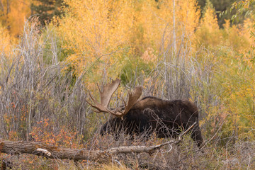 Bull Shiras Moose During the Fall Rut