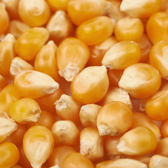 Surface coated with corn kernels