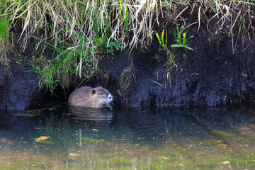 Nutria (Myocastor coypus), Sumpfbiber in der Lewitz (Mecklenburg-Vorpommern)