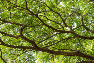 Under the shade of the Rain Tree.