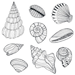 Hand drawn decorative seashells, isolated on white