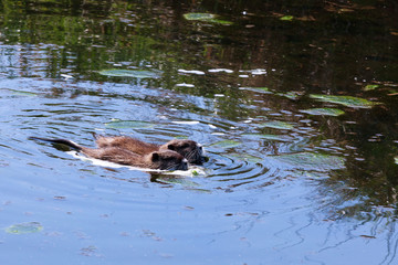 Nutria (Myocastor coypus), Sumpfbiber in der Lewitz (Mecklenburg-Vorpommern)