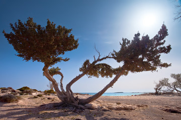 Fototapeta na wymiar Wakacje na Krecie w Grecji. Samotne drzewo na skałach.