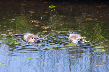 Nutria (Myocastor coypus), Sumpfbiber in der Lewitz (Mecklenburg-Vorpommern)