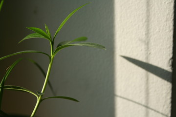 Plant and its shadow on a white wall