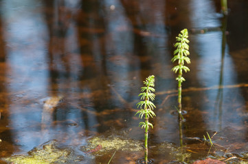 Schachtelhalm im Sumpfgewässer