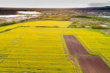 Rape field with stormy sky
