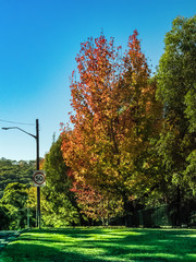 Naklejka premium Maple Autumn Season