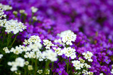 Schleifenblumen und Blaukissen