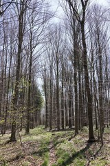 Obraz premium Es wird langsam grün: gewachsene Waldlandschaft 