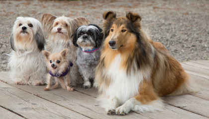 Chihuahua langhaarig mit Collie-Hündin und Mischlingshunden