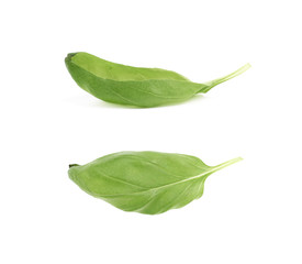 Fresh basil leaf isolated