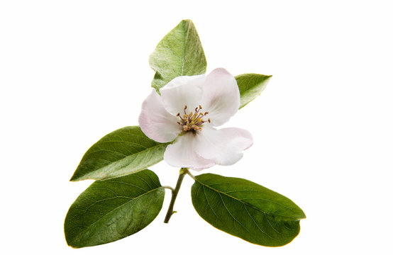 Quince flower