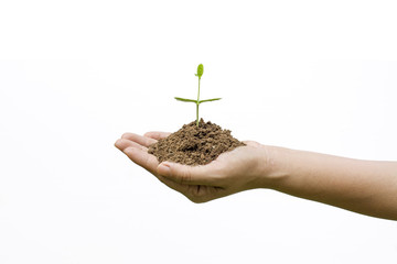 plant growing with soil on woman hands on white background